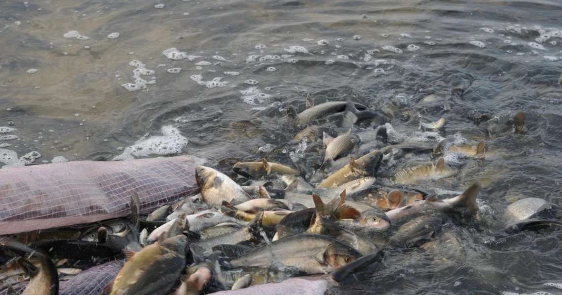 Змінено порядок надання державної підтримки рибним господарствам