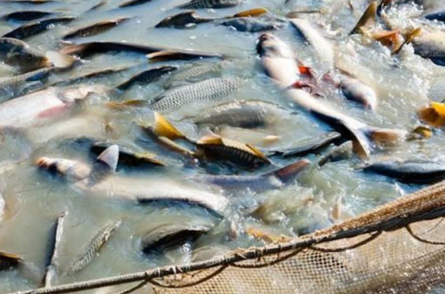 Україна отримала від ЄС та ФАО обладнання для наукових досліджень у рибному господарстві