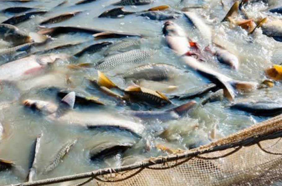 Україна отримала від ЄС та ФАО обладнання для наукових досліджень у рибному господарстві 