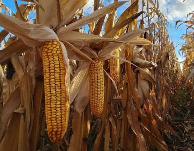 Аграрії намолотили понад 26 млн тонн кукурудзи