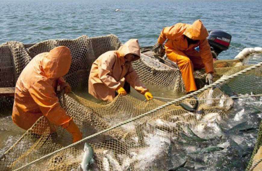 Законопроєкт про стимулювання економічного розвитку галузі рибного господарства рекомендують прийняти у другому читанні та в цілому