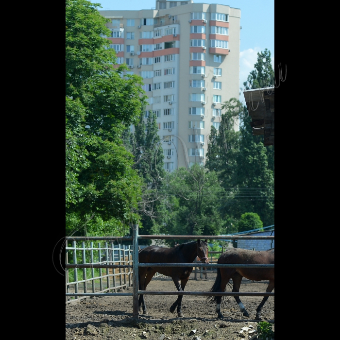 Київ. КП «Київський іподром». Благодійна організація