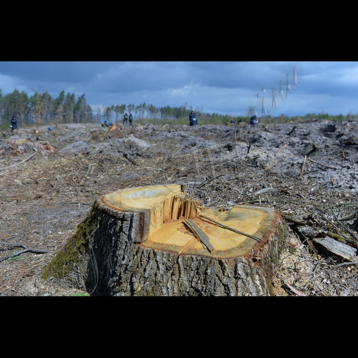 До Дня довкілля рятувальники Київщини разом із працівниками Ірпінського лісництва Київського Держлісгоспу провели спільну акцію «Посади дерево - збережи ліс» (с. Червоний Хутір Києво-Святошинського району).