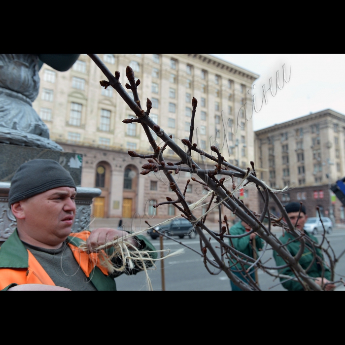 На головній вулиці Києва висадили оригінальні каштани. Голова Київської міської державної адміністрації Олександр Попов разом зі столичними зеленбудівцями та представниками компанії UDP саджають на Хрещатику каштани Бріоті.