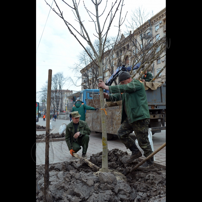 На головній вулиці Києва висадили оригінальні каштани. Голова Київської міської державної адміністрації Олександр Попов разом зі столичними зеленбудівцями та представниками компанії UDP саджають на Хрещатику каштани Бріоті.