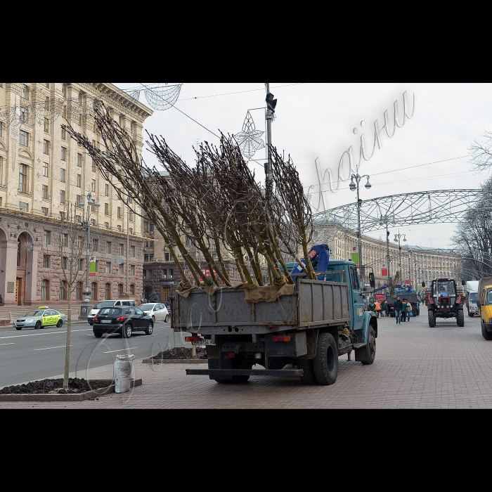 На головній вулиці Києва висадили оригінальні каштани. Голова Київської міської державної адміністрації Олександр Попов разом зі столичними зеленбудівцями та представниками компанії UDP саджають на Хрещатику каштани Бріоті.