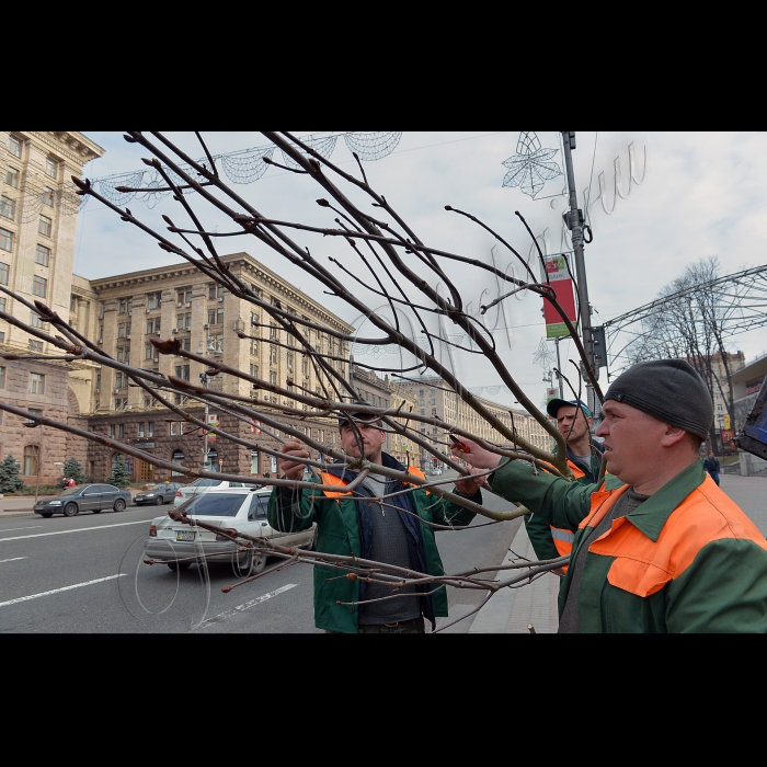 На головній вулиці Києва висадили оригінальні каштани. Голова Київської міської державної адміністрації Олександр Попов разом зі столичними зеленбудівцями та представниками компанії UDP саджають на Хрещатику каштани Бріоті.