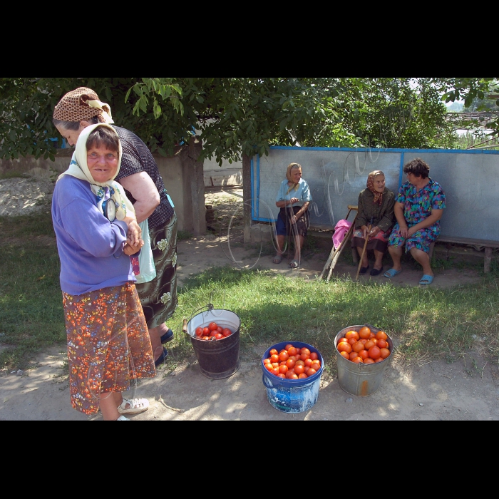 Тернопільська область, Борщівський район.
Горошівка, приватні теплиці.

