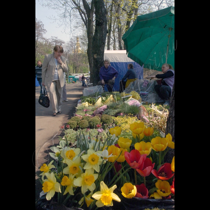 На столичному Співочому полі (Печерський ландшафтний парк) відбулося урочисте відкриття Першої Виставки ранньовесняних квітів-2011. Організатор - КП