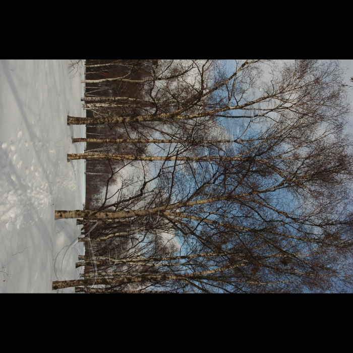 9 березня 2010 Київ, Центральний ботанічний сад НАНУ.