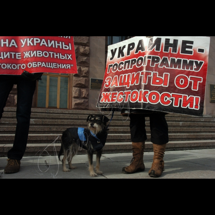 11 березня 2010 біля КМДА відбулась акція «Адміністрація смерті», організована громадською ініціативою «Форум допомоги тваринам», з приводу незаконного та варварського масового отруєння тварин у м. Києві.