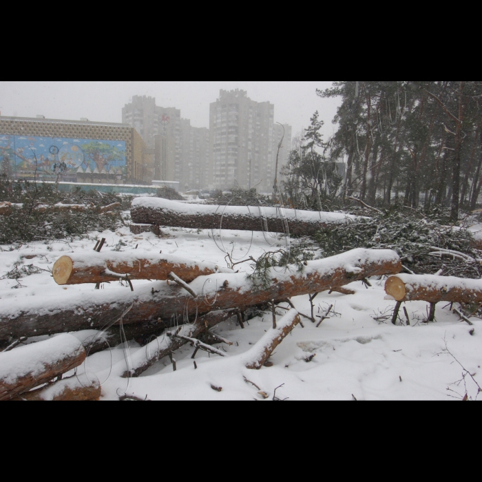 15 січня 2010 Київ, біля метро «Дарниця» незаконно вирублено дерева.