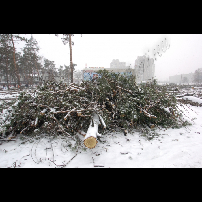 15 січня 2010 Київ, біля метро «Дарниця» незаконно вирублено дерева.
