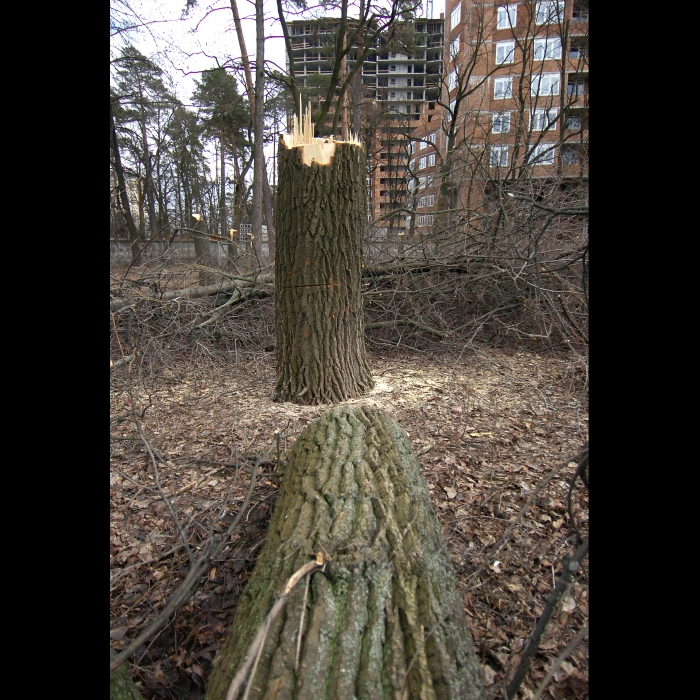 11 березня 2009 Київ, проспект Перемоги. Вирубано дерева під будівництво.
У столичному сквері імені Василя Стуса (проспект Перемоги, 119) невідомі зловмисники вночі зрізали понад 100 дерев, серед яких сосни та дуби віком більше 100 років. Про це повідомив юрист суспільної організації «Зелений світ» Роман Титикало.
«Громадські активісти не дали повністю знищити сквер, але зеленим насадженням було завдано непоправної шкоди», - заявив Титикало.