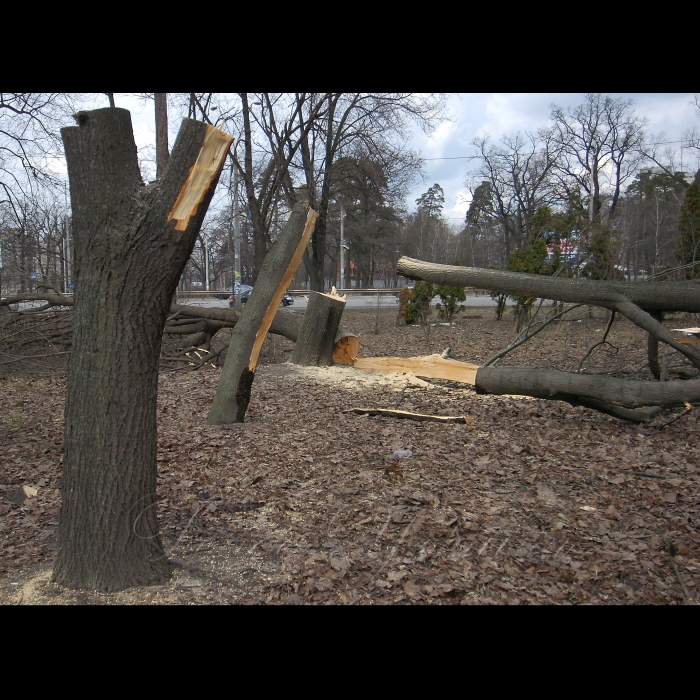 11 березня 2009 Київ, проспект Перемоги. Вирубано дерева під будівництво.
У столичному сквері імені Василя Стуса (проспект Перемоги, 119) невідомі зловмисники вночі зрізали понад 100 дерев, серед яких сосни та дуби віком більше 100 років. Про це повідомив юрист суспільної організації «Зелений світ» Роман Титикало.
«Громадські активісти не дали повністю знищити сквер, але зеленим насадженням було завдано непоправної шкоди», - заявив Титикало.