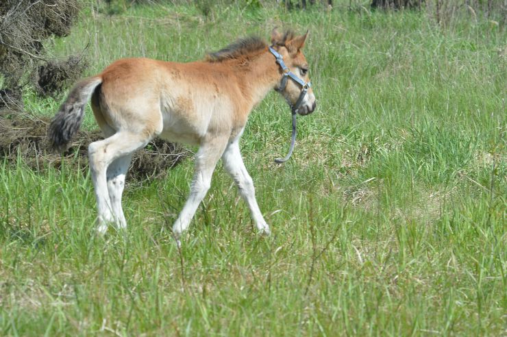 Соціальне ранчо «Horse Paradise» (Кінний рай), яке розмістилося в Пірнівській громаді, що на Київщині. Реабілітація коней.
Поблизу кордону Київської та Чернігівської областей понад місяць тому відкрилось нестандартне господарство - соціальне ранчо. 

Його співзасновниці - дві коневласниці  Галина Нагорна та Ксенія Березна. До війни кожна з них працювали за фахом - в журналістиці та фінансовій справі, для обох коні були виключно як хобі. Однак, повномасштабне вторгнення росії змінило життя кожної. Засновниці ранчо сконцентрували свої зусилля на порятунку і утриманні цих тварин. 

Зараз на ранчо мешкає 8 врятованих від війни коней і одне місячне лоша. 

Передусім, це коні зі спорту або ж яких селекційнували для спорту. 

Під час окупації на Київщині та на сході країни чимало спортивних стаєнь було зруйновано. Кадри розбомбленої конюшні в Бучі облетіли весь світ. Рашисти не шкодували нікого. У тому числі коней. Десятки спортивних коней були спалені заживо. 

Тому, якщо є можливість рятувати і зберігати життя цих тварин - то варто робити, переконані співзасновниці.
