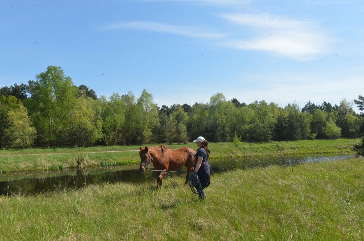 Соціальне ранчо «Horse Paradise» (Кінний рай), яке розмістилося в Пірнівській громаді, що на Київщині. Реабілітація коней.
Поблизу кордону Київської та Чернігівської областей понад місяць тому відкрилось нестандартне господарство - соціальне ранчо. 

Його співзасновниці - дві коневласниці  Галина Нагорна та Ксенія Березна. До війни кожна з них працювали за фахом - в журналістиці та фінансовій справі, для обох коні були виключно як хобі. Однак, повномасштабне вторгнення росії змінило життя кожної. Засновниці ранчо сконцентрували свої зусилля на порятунку і утриманні цих тварин. 

Зараз на ранчо мешкає 8 врятованих від війни коней і одне місячне лоша. 

Передусім, це коні зі спорту або ж яких селекційнували для спорту. 

Під час окупації на Київщині та на сході країни чимало спортивних стаєнь було зруйновано. Кадри розбомбленої конюшні в Бучі облетіли весь світ. Рашисти не шкодували нікого. У тому числі коней. Десятки спортивних коней були спалені заживо. 

Тому, якщо є можливість рятувати і зберігати життя цих тварин - то варто робити, переконані співзасновниці.
