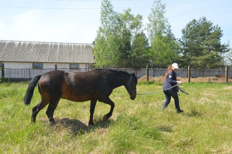 Соціальне ранчо «Horse Paradise» (Кінний рай), яке розмістилося в Пірнівській громаді, що на Київщині. Реабілітація коней.
Поблизу кордону Київської та Чернігівської областей понад місяць тому відкрилось нестандартне господарство - соціальне ранчо. 

Його співзасновниці - дві коневласниці  Галина Нагорна та Ксенія Березна. До війни кожна з них працювали за фахом - в журналістиці та фінансовій справі, для обох коні були виключно як хобі. Однак, повномасштабне вторгнення росії змінило життя кожної. Засновниці ранчо сконцентрували свої зусилля на порятунку і утриманні цих тварин. 

Зараз на ранчо мешкає 8 врятованих від війни коней і одне місячне лоша. 

Передусім, це коні зі спорту або ж яких селекційнували для спорту. 

Під час окупації на Київщині та на сході країни чимало спортивних стаєнь було зруйновано. Кадри розбомбленої конюшні в Бучі облетіли весь світ. Рашисти не шкодували нікого. У тому числі коней. Десятки спортивних коней були спалені заживо. 

Тому, якщо є можливість рятувати і зберігати життя цих тварин - то варто робити, переконані співзасновниці.
