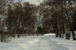 Київ, Центральний ботанічний сад НАНУ.