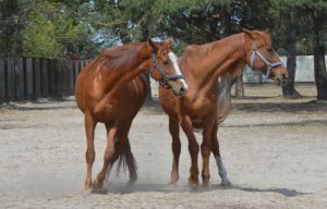 Соціальне ранчо «Horse Paradise» (Кінний рай), яке розмістилося в Пірнівській громаді, що на Київщині. Реабілітація коней